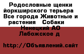 Родословные щенки йоркширского терьера - Все города Животные и растения » Собаки   . Ненецкий АО,Лабожское д.